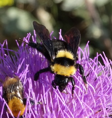 Bombus argillaceus