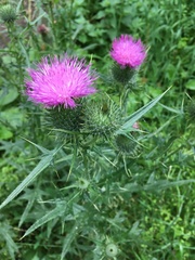 Cirsium vulgare