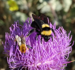 Bombus argillaceus