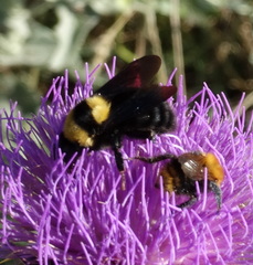 Bombus argillaceus