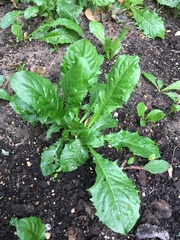 Taraxacum officinale