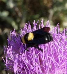 Bombus argillaceus