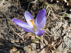 Crocus