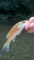 Micropterus punctulatus