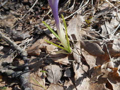 Crocus