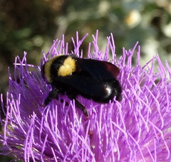 Bombus argillaceus