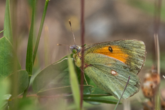 Colias thisoa