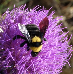 Bombus argillaceus