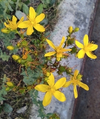Hypericum perforatum