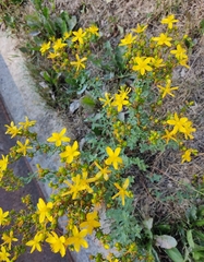 Hypericum perforatum