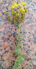 Hypericum perforatum