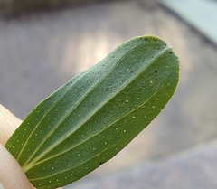 Hypericum perforatum