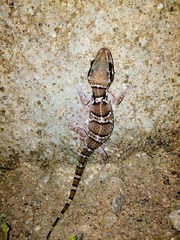 Hemidactylus triedrus