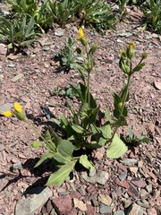 Arnica gracilis