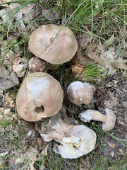 Boletus variipes