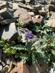 Phacelia lyallii
