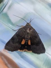Noctua janthina