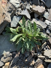 Phacelia lyallii