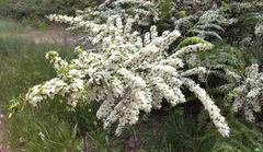 Spiraea thunbergii