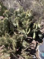 Opuntia chisosensis