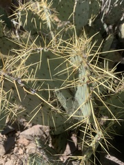 Opuntia chisosensis