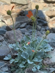 Papaver pygmaeum