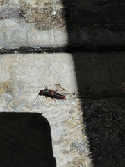 Platydracus phoenicurus