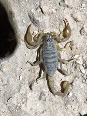 Paruroctonus gracilior
