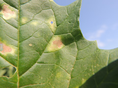 Peronospora chenopodii