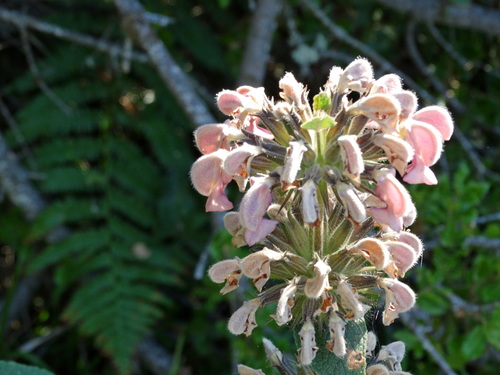 Phlomis samia, photograph 3