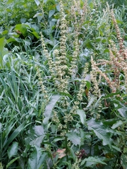Rumex obtusifolius