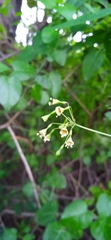 Commicarpus scandens