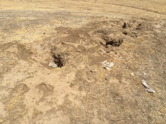 Otospermophilus beecheyi