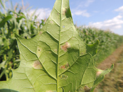 Peronospora chenopodii