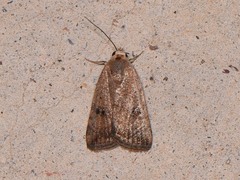 Micrathetis triplex
