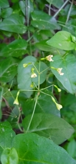 Commicarpus scandens