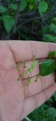 Commicarpus scandens