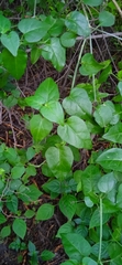 Commicarpus scandens