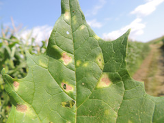 Peronospora chenopodii