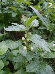 Lamium album
