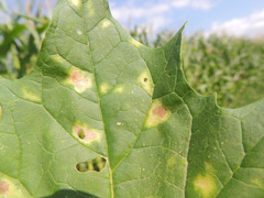 Peronospora chenopodii