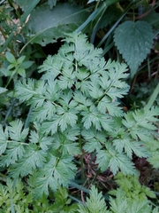 Anthriscus sylvestris