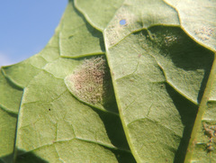 Peronospora chenopodii