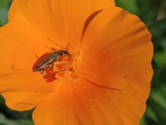 Oedemerini
