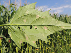 Peronospora chenopodii