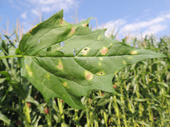 Peronospora chenopodii