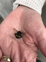 Bombus