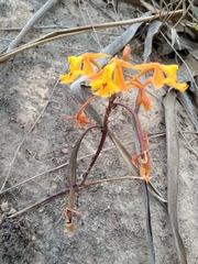 Epidendrum ibaguense