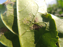 Peronospora chenopodii