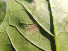 Peronospora chenopodii